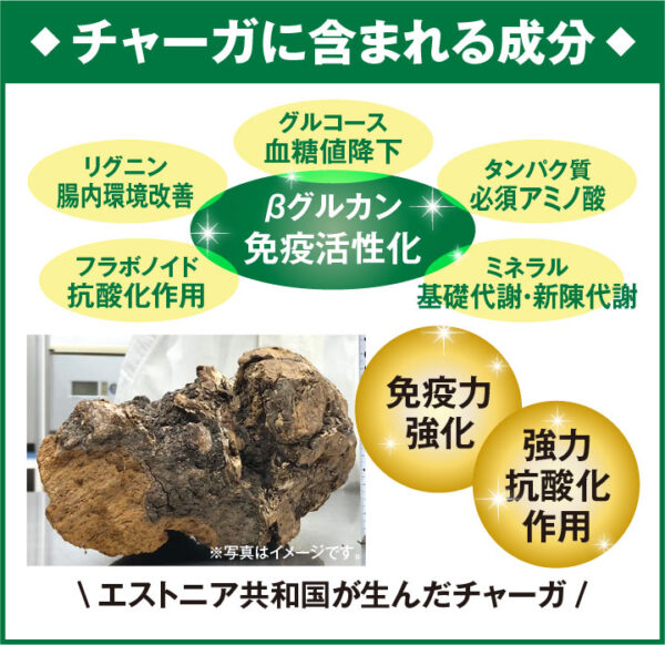 チャーガの有効成分